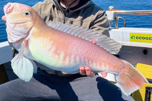 シロアマダイの釣果