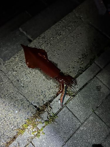 ケンサキイカの釣果