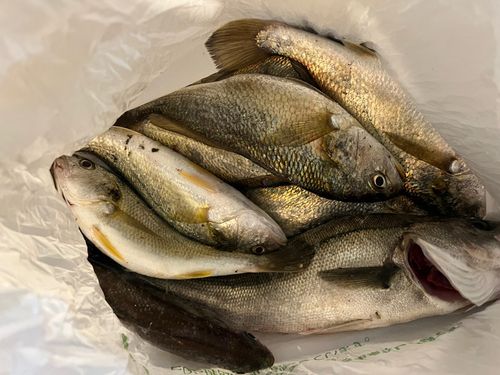 イシモチの釣果