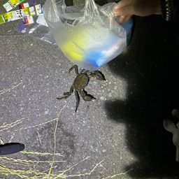 モクズガニ