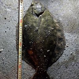 クロガシラガレイ