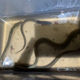 ウナギ