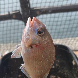 チャリコ
