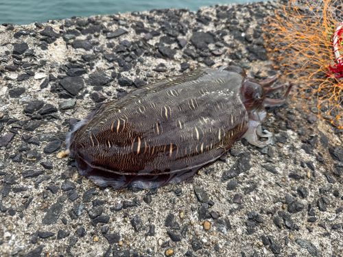 モンゴウイカの釣果