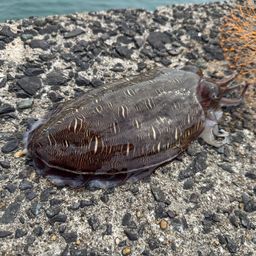 モンゴウイカ