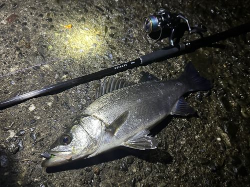 ヒラスズキの釣果