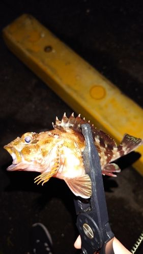 カサゴの釣果