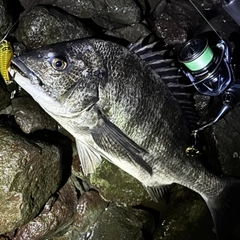 クロダイの釣果