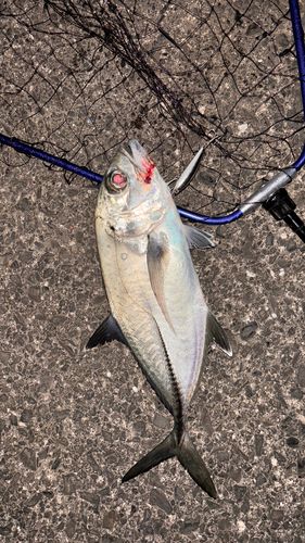 ギンガメアジの釣果