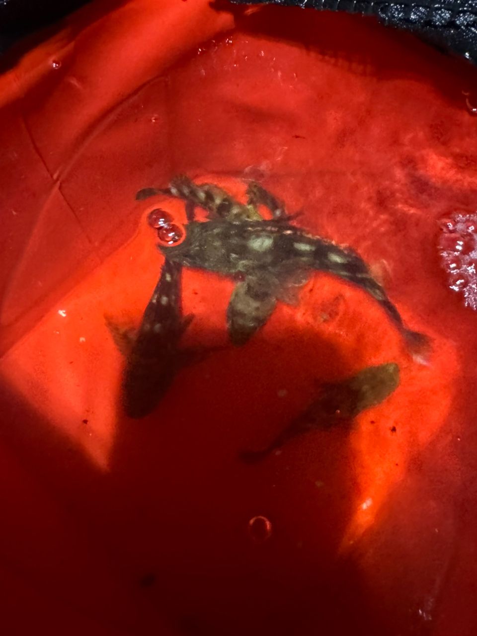 アジ
