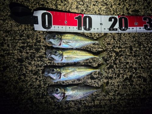 アジの釣果