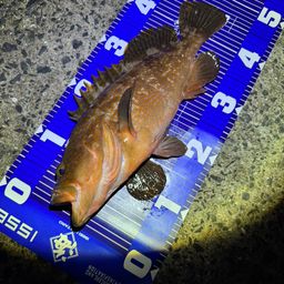 アコウ