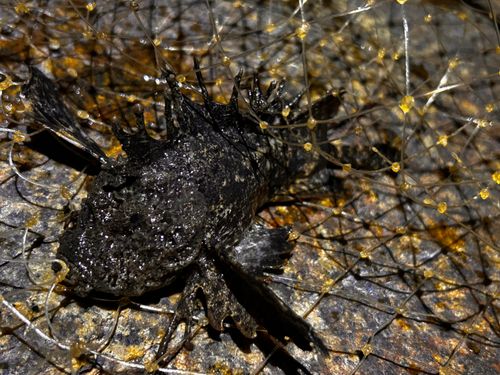 オニダルマオコゼの釣果