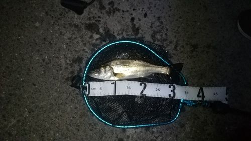 セイゴ（ヒラスズキ）の釣果