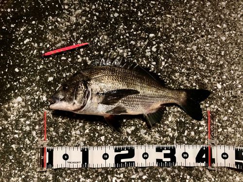クロダイの釣果