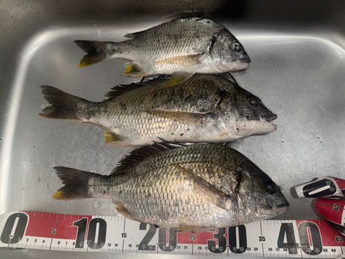 キチヌの釣果