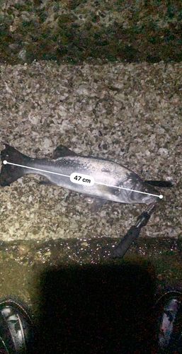 フッコ（ヒラスズキ）の釣果