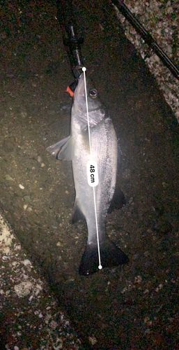 フッコ（ヒラスズキ）の釣果