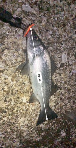 フッコ（ヒラスズキ）の釣果