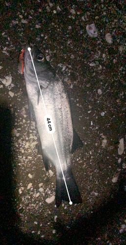 フッコ（ヒラスズキ）の釣果