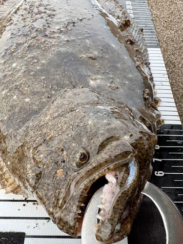 ヒラメの釣果