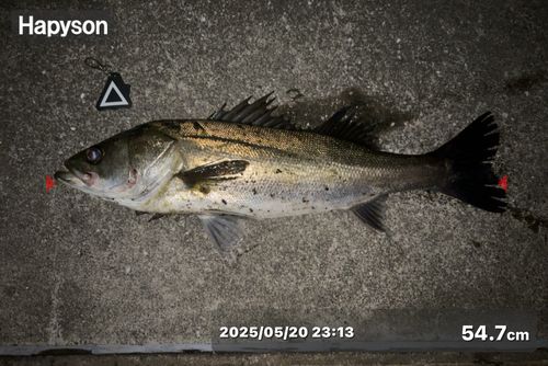 シーバスの釣果