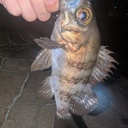メバル