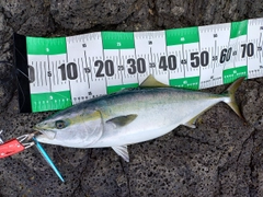 メジロの釣果