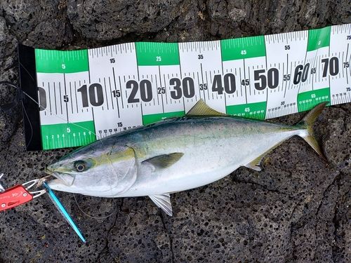 メジロの釣果