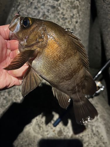 メバルの釣果