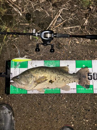 ブラックバスの釣果