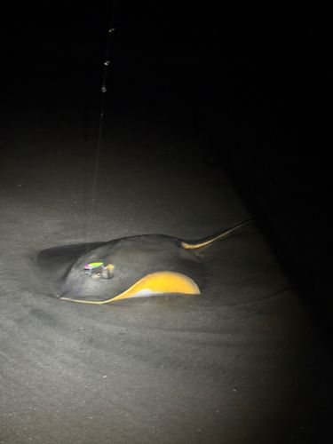 アカエイの釣果