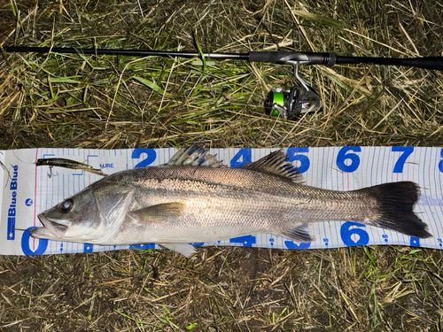 シーバスの釣果