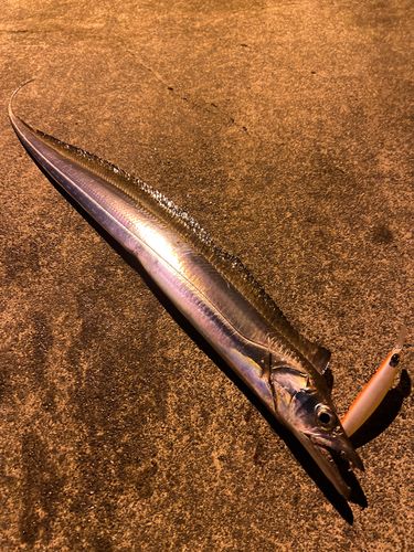 タチウオの釣果