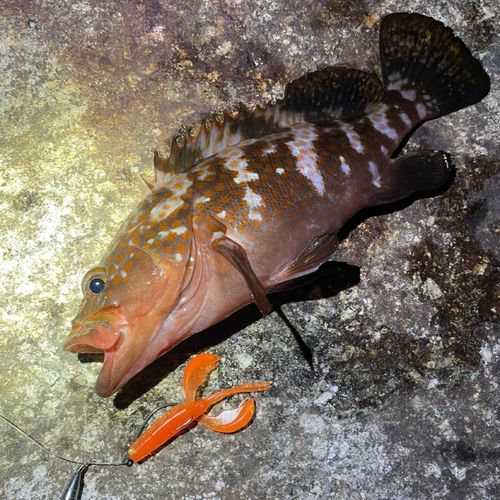 キジハタの釣果