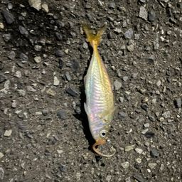 アジ