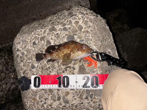 カサゴの釣果