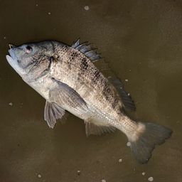 クロダイ