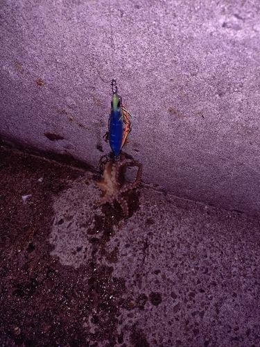 タコの釣果