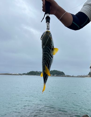 シマフグの釣果