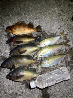 メバルの釣果