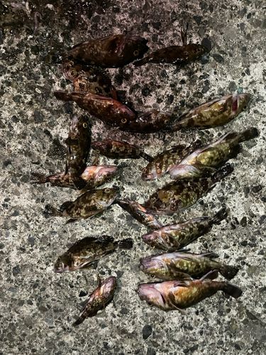 カサゴの釣果