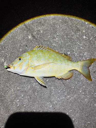 タマンの釣果