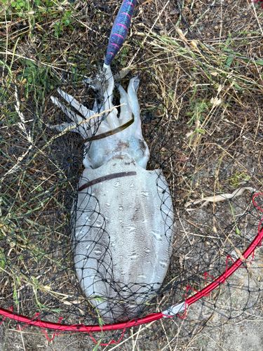 コウイカの釣果