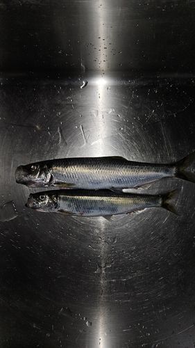 ニシンの釣果
