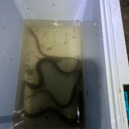 ウナギ