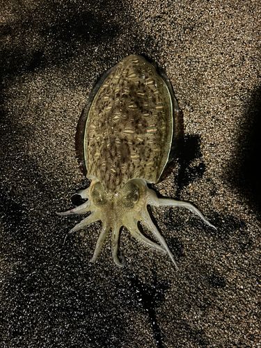 モンゴウイカの釣果