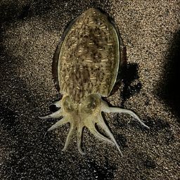 モンゴウイカ