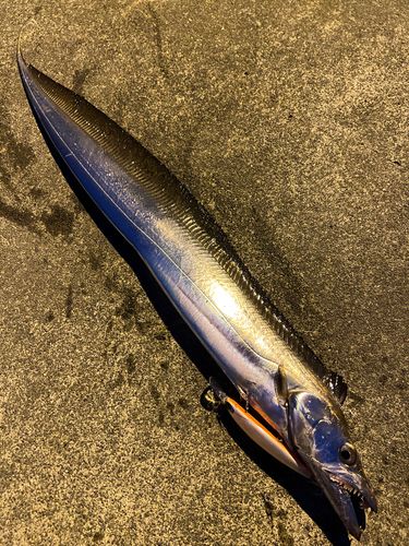 タチウオの釣果