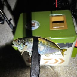 アジ